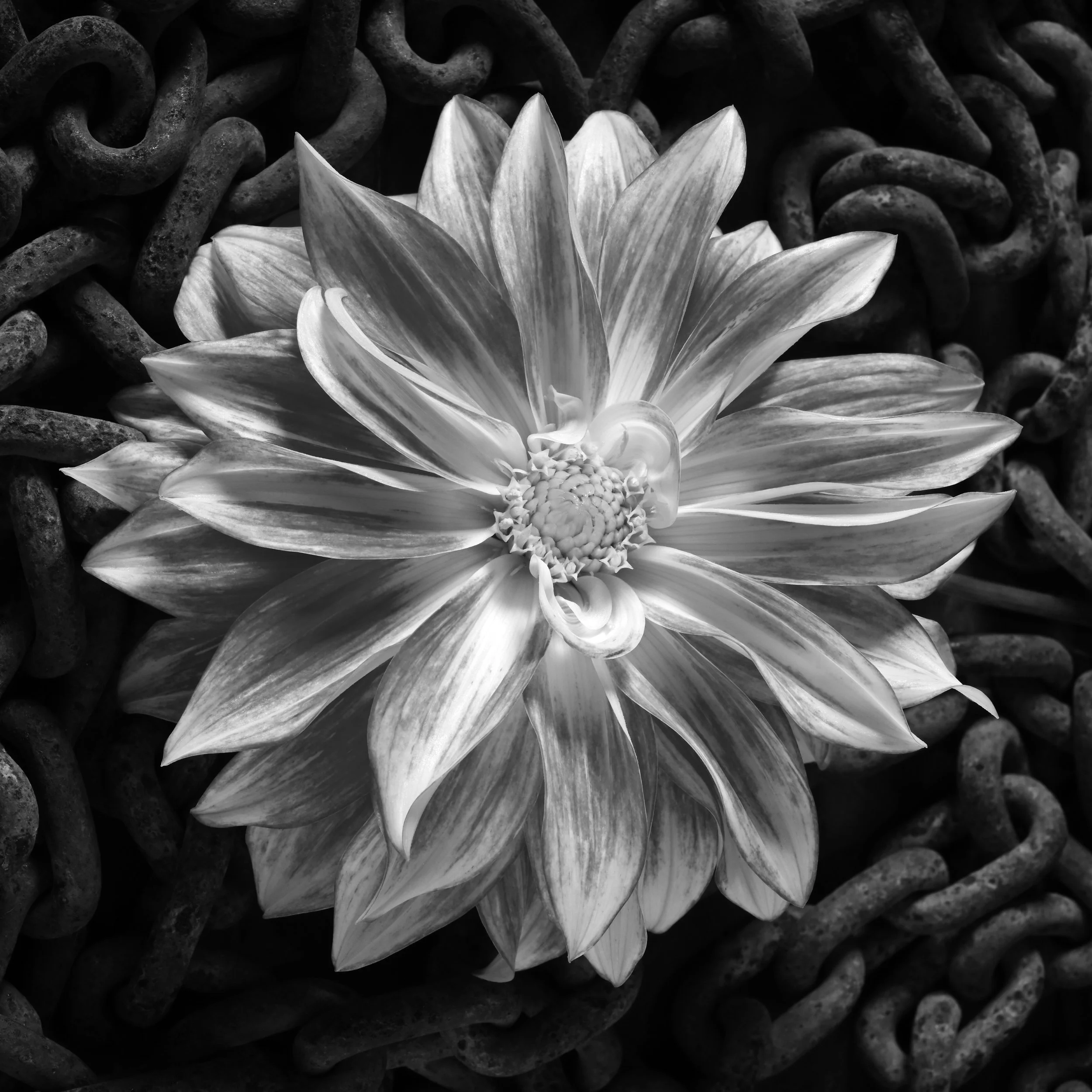 DAHLIA AND CHAINS — TED MORRISON STUDIO